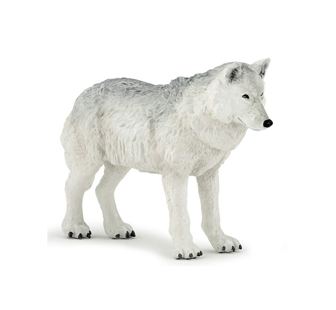 Lobo polar