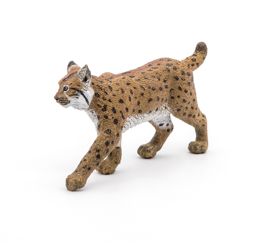 Lince