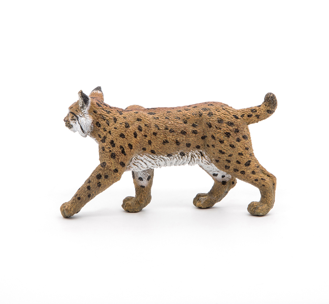 Lince