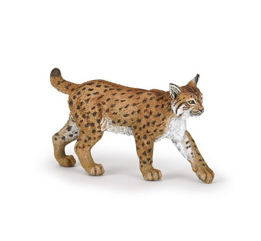 Lince